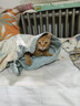 伟嘉猫粮成猫全价猫粮亮毛蓝猫均衡营养10kg海洋鱼夹心粮【原料透明】 实拍图