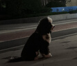 Orijen渴望狗粮成犬幼犬无谷鸡天然鸡肉进口全价通用犬粮2kg效期2026/10 实拍图