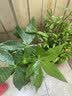 花翁发财树小盆栽绿植物室内客厅装饰中式盆景办公室桌面摆件源头直发 实拍图