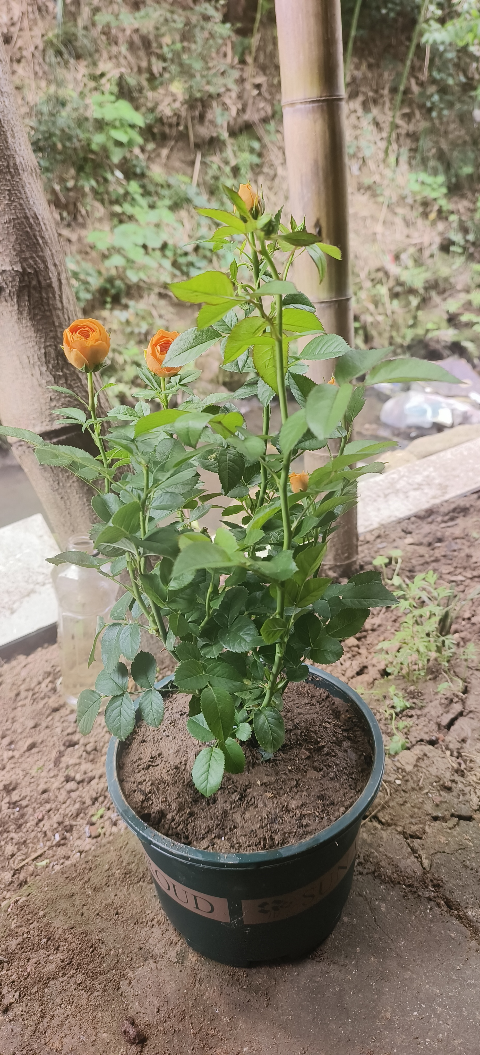 意轩【带花苞】欧月果汁阳台室内观花植物花卉盆栽四季开花月季 果汁中苗【带花苞发】 实拍图