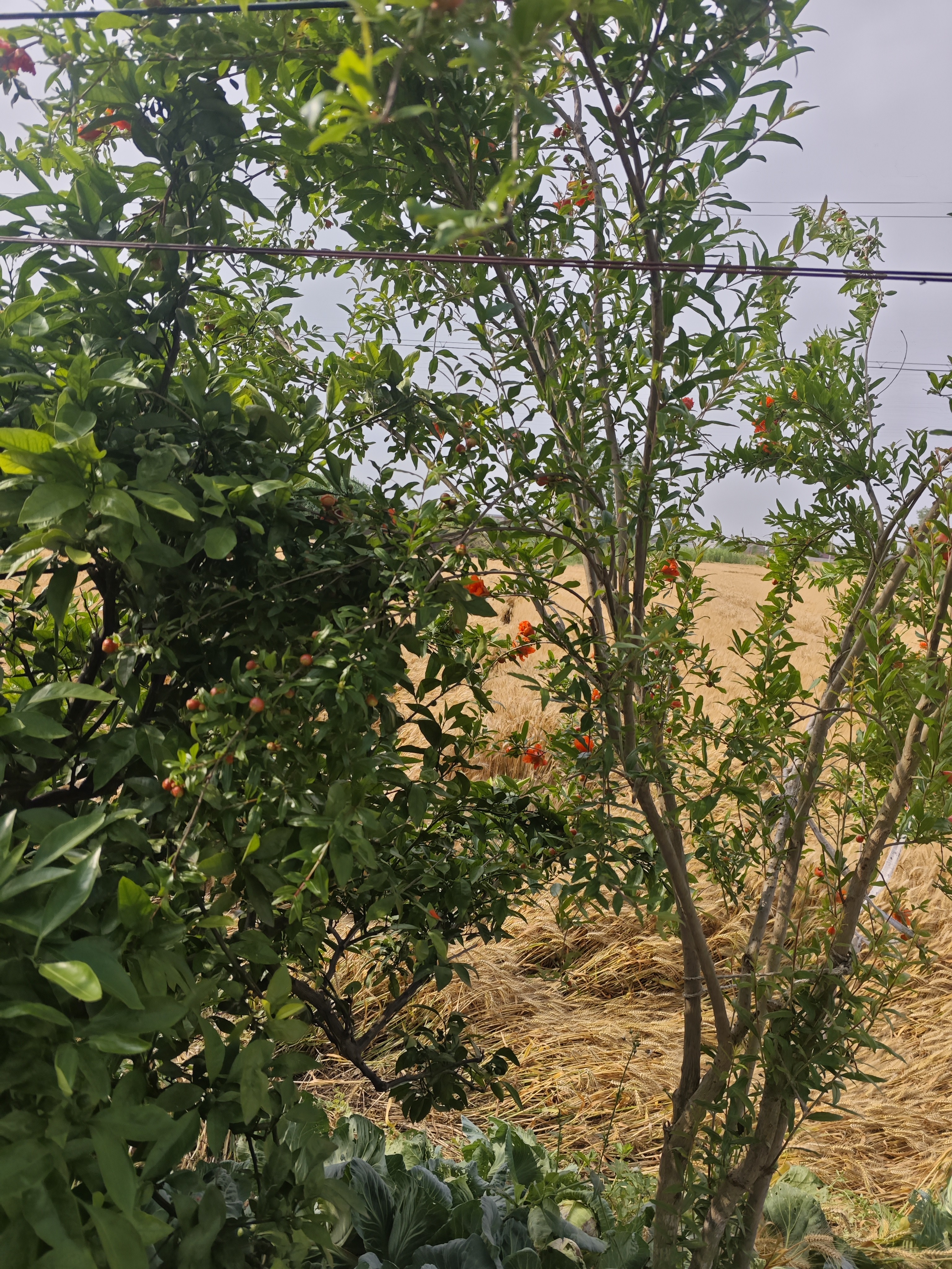 奥妙（OMO） 吴磊好物去渍酵素深层洁净持久留香酵素16斤校服净洗衣液 实拍图