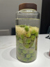 美厨（MAXCOOK）泡酒瓶酒坛泡菜坛 高硼硅玻璃密封罐酵素瓶家用酿药酒罐MCT8125 实拍图