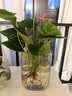 红掌盆栽白粉掌一帆风顺带花特大号花卉室内客厅面水培植物好养 约30cm粉掌-U型玻璃 带盆栽好 实拍图