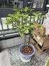 德沃多 碳球陶粒5L(15-30mm) 花盆垫底拌土回填保水透气无土栽培基质 实拍图