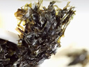 赶海弟 霞浦头水紫菜60g 淡干无盐 干坛紫菜 虾皮蛋花汤食材 南北干货 实拍图