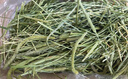 喜帅 精品烘干提摩西草500g 提草荷兰猪龙猫兔子磨牙牧草兔粮 实拍图