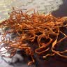 金唐有机蛹虫草110g 金孢子头虫草花 山珍菌菇干货 炖汤火锅滋补食材 实拍图