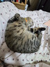 LEGENDSANDY蓝氏 全价猫粮成猫幼猫生骨肉冻干粮猎鸟乳鸽系列兔肉口味1.5kg*3 实拍图