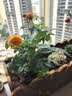 果汁阳台月季花苗四季开花卉盆栽绿植物室内花易活玫瑰带花苞庭院 果汁阳台【大花浓香，月月开分枝多】 【带花苞】【盆口径15cm】原盆冠25高35 实拍图