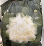 babycare爆款山茶花一次性内裤女孕妇日抛出差旅行XXL码30条【 安全灭菌】 实拍图