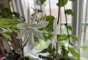 麦酥园五黑芝麻饼干蛋糕点糖尿病人无糖精休闲零食品早餐面包孕妇450g 实拍图