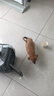 荣郁中华田园犬黑犬黄狗白狗虎斑四眼铁包金土狗幼犬活体 田园级 黄狗 公 实拍图