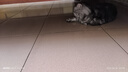 FACE VET脸谱处方猫粮幼成犬猫全价粮康复肠道口腔低脂低敏泌尿道处方粮 【猫】UC泌尿道 1.5kg*1袋 1.5kg【赠随机功效试吃装200g】 晒单实拍图