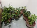 栀子花盆栽四季卉植物室内绿萝绿植茉莉花带花苞开花好养树苗植物 【主图怀抱款】精品级230#特大盆栀子花+加仑盘 送营养液 实拍图