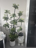 叹为观止大型植物发财树各种大颗盆栽开业乔迁客厅办公室内好养大型花卉 造型鸭脚木【1.5-1.7米】 含盆 实拍图