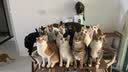 比瑞吉 猫粮优选系列身材管理不掉毛主食粮鸡肉冻干8kg成猫粮 实拍图