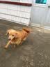 台派狗粮泰迪小型犬成犬幼犬拉布拉多中型犬大型犬通用狗干粮2.5kg 实拍图