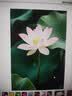 盼盼 艾比利薯片膨化食品儿童网红休闲零食办公室经典多口味薯片 艾比利薯片30g*5包（混合口味） 实拍图
