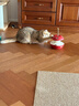 ZEZE电动猫玩具猫咪自嗨解闷猫智能转盘自动逗猫神器小猫逗猫棒 实拍图