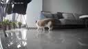 LEGENDSANDY蓝氏乳鸽猫粮幼猫成猫猫零食主食猫条餐包猫咪尝鲜大礼包246g 实拍图