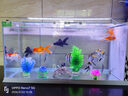 长锐侧滤鱼缸桌面办公室免换水生态水草超白水族箱 K800造景版【长80 宽30 高40】 实拍图