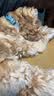 伯纳天纯狗粮中大型犬全价成年犬粮17kg羊肉蔓越莓味囤货装 实拍图