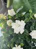 花翁栀子花盆栽四季开花卉大全树苗室内绿植好养易活茉莉花源头直发 实拍图