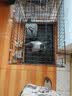 憨憨宠猫笼折叠猫笼子大号猫别墅加粗加密双层猫舍猫窝宠物猫咪用品家用 黑色 600双层 实拍图