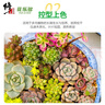 修正花乐多 多肉土专用颗粒土70%多肉营养土铺面石幼苗成株老桩 通用型5斤 实拍图