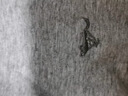 七匹狼纯棉背心男士高弹力运动吸汗透气2件装 实拍图