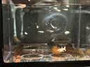 桌面鱼缸小型家用积木缸生态缸水族箱斗鱼缸带小夜灯氛围灯摆件 黑色斗鱼缸【不带灯】 实拍图