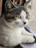 亿迪 猫粮幼猫成猫冻干大袋20斤全价英短布偶蓝猫全阶段 实拍图