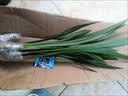 沭之美兰花苗浓香型墨兰花绿植盆栽 企黑墨兰12-14苗+1加仑盆 源头直发 实拍图
