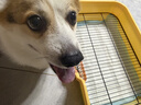 HELLOJOY狗厕所中型小型犬专用防踩屎便盆尿尿盆非不锈钢大小便神器狗砂盆 实拍图