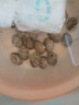 鲜活大花蛤300g（18-26粒） 实拍图