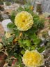 爱丽思（IRIS）花盆方形浮雕iris树脂花盆阳台种花种菜两用塑料深型花盆 300浅米色  约13L 1个装 实拍图