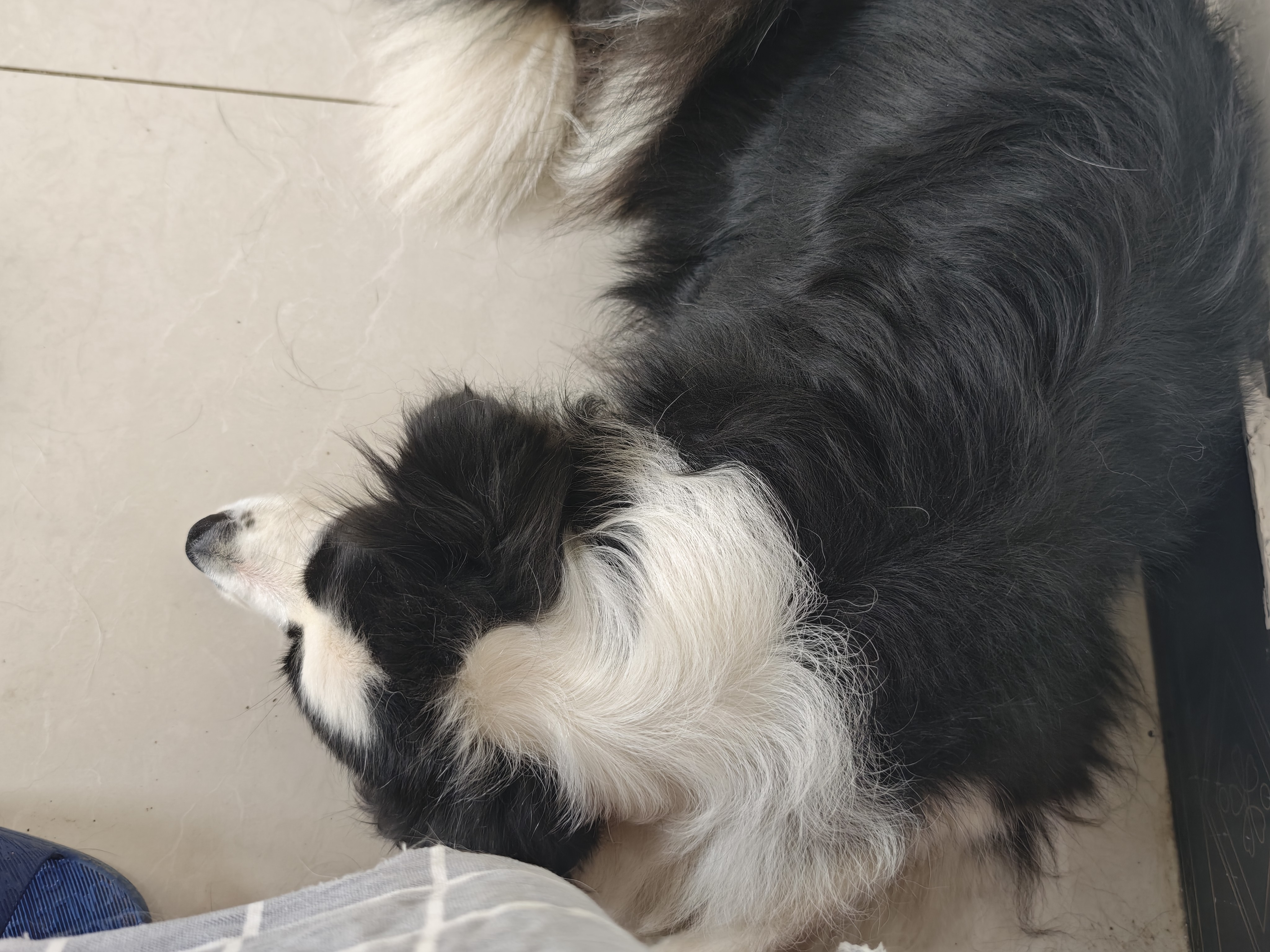 比乐鸭肉梨成幼犬通用狗粮15kg小型中大型犬粮30斤【宠物金选】囤货装 实拍图
