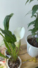 爱丽思（IRIS）花盆花瓶树脂复古浮雕波纹圆形多肉塑料阳台种植批发花盆 5号浅米色(口径15cm) 1个花盆 实拍图