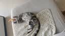 华元宠具全猫薄荷猫玩具鱼小猫幼猫自嗨解闷猫咬磨牙猫猫消耗体力猫咪用品 实拍图