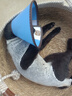 澳龙 AD罐犬猫咪情绪舒缓全价处方罐营养补充猫狗通用罐头85g*3 实拍图