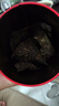 大益TAETEA茶叶普洱茶7572熟茶150g/饼经典标杆口粮2501/2601批次混发 实拍图