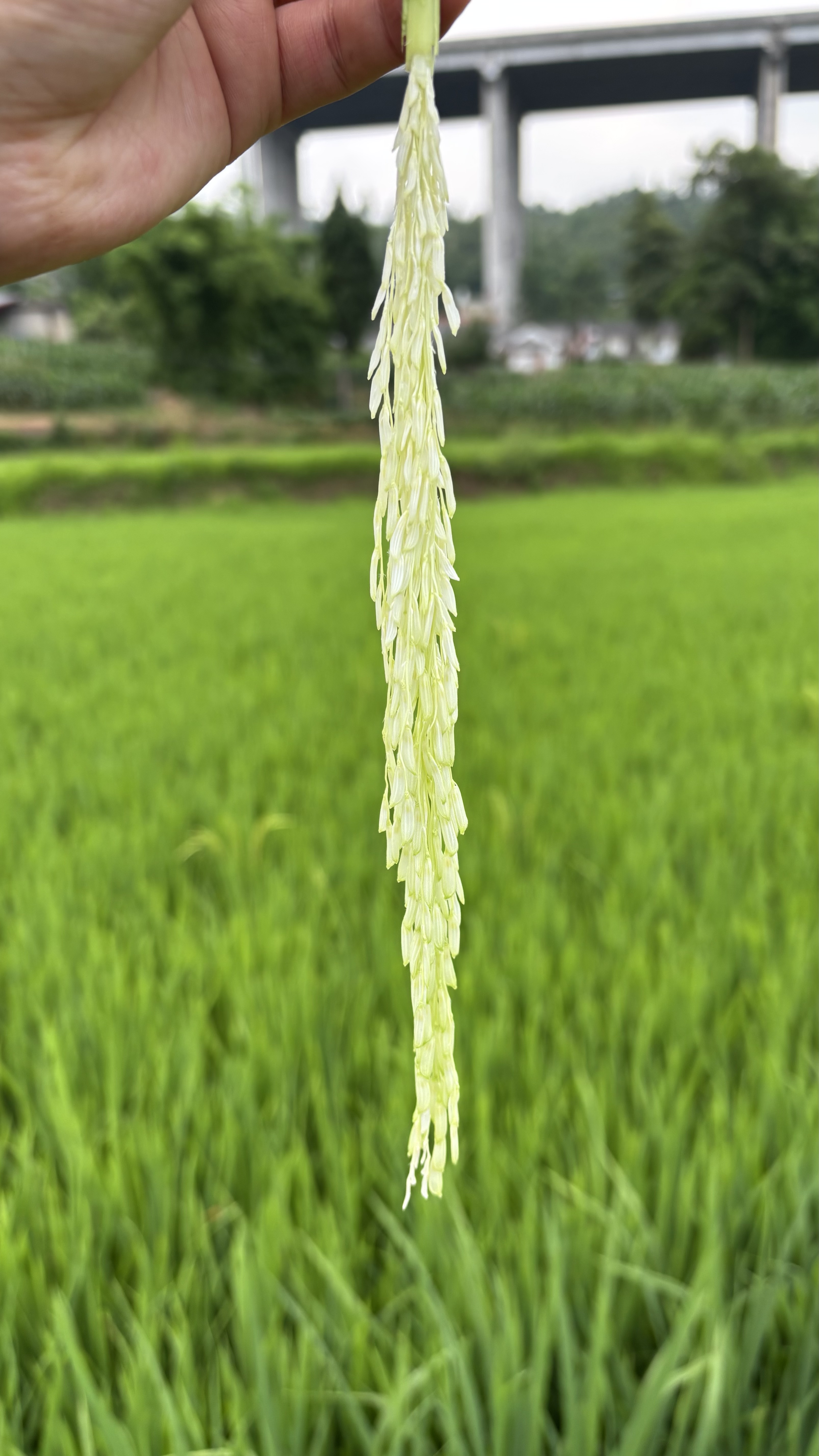 雅诗兰黛第二代DW持妆粉底液62#2C0冷调自然色30ml遮瑕化妆品礼盒生日礼物 实拍图