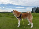 麦富迪狗粮 barf霸弗天然狗粮成犬粮冻干粮小型犬粮养胃益肠牛肉2kg 实拍图