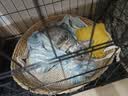 泽硕宁狗笼子大中小型犬狗窝带厕所折叠便携猫笼子超大号狗狗围栏宠物笼 黑色狗笼【加粗加固】赠厕所托盘 小型犬【8斤内】50*33*38 无毛边/无倒刺/不卡脚 实拍图