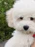 领先全价鲜肉烘焙狗粮中小型犬博美鸭肉梨50g试吃(新老包装随机发） 实拍图