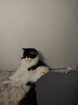 Orijen渴望猫粮 成猫幼猫粮 六种鱼肉美毛无谷全价进口5.4kg效期27/1 实拍图