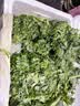 新鲜羽衣甘蓝生鲜蔬菜嫩叶云南甘兰芥蓝西餐沙拉榨汁减脂直播间 羽衣甘蓝轻食3斤净重 实拍图