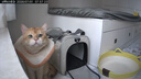 城市理享海边的风高效抑菌纯植物木薯猫砂2.5kg*4 无香低敏强结团近无尘 实拍图