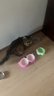 佳乐滋银勺猫罐头猫湿粮猫零食成猫幼猫泰国进口鲣鱼金枪鱼小银鱼70g*24 实拍图