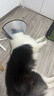 憨憨乐园伊丽莎白圈耻辱圈狗狗猫项圈猫咪头套宠物脖套大型犬防咬圈用品1 实拍图